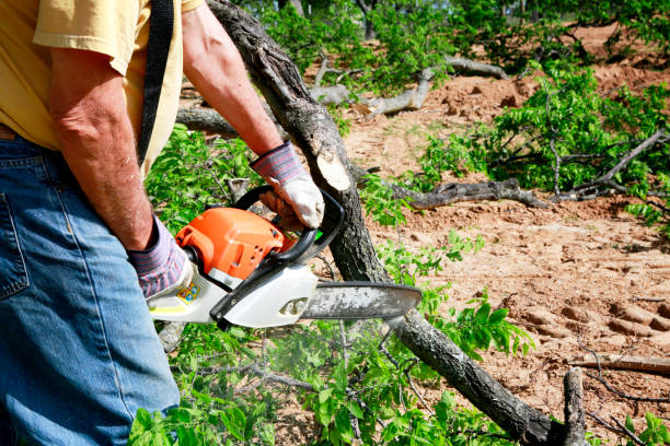 Trusted Winooski, VT Tree Service Experts